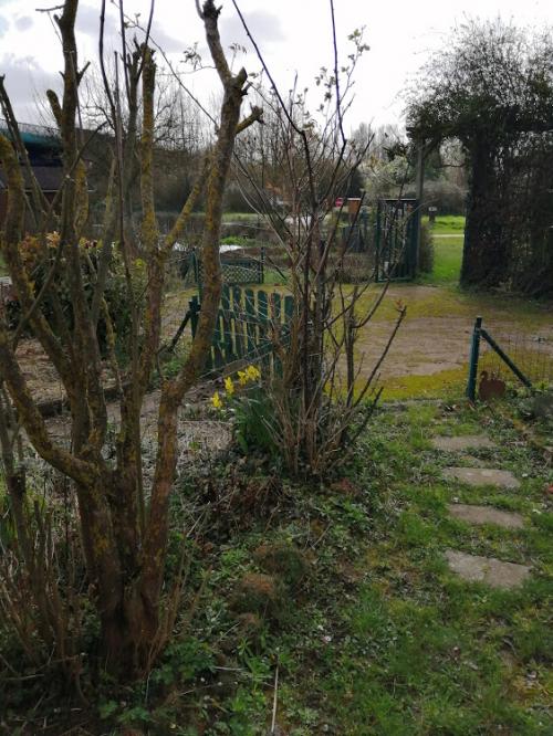 Mon jardin se réveille