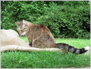 http://lancien.cowblog.fr/images/Chats2/mqueuedechat4683.jpg