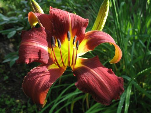 Fleurs cultivées :
