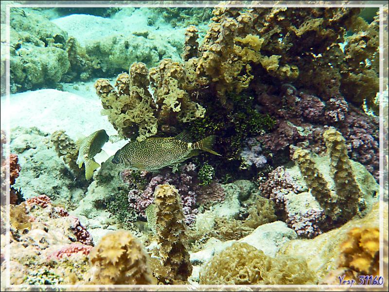 Poisson-lapin griffonné ou Poisson-lapin rayé, Little spinefoot (Siganus spinus) - Jardin de Corail - Motu Tautau - Taha'a - Polynésie française