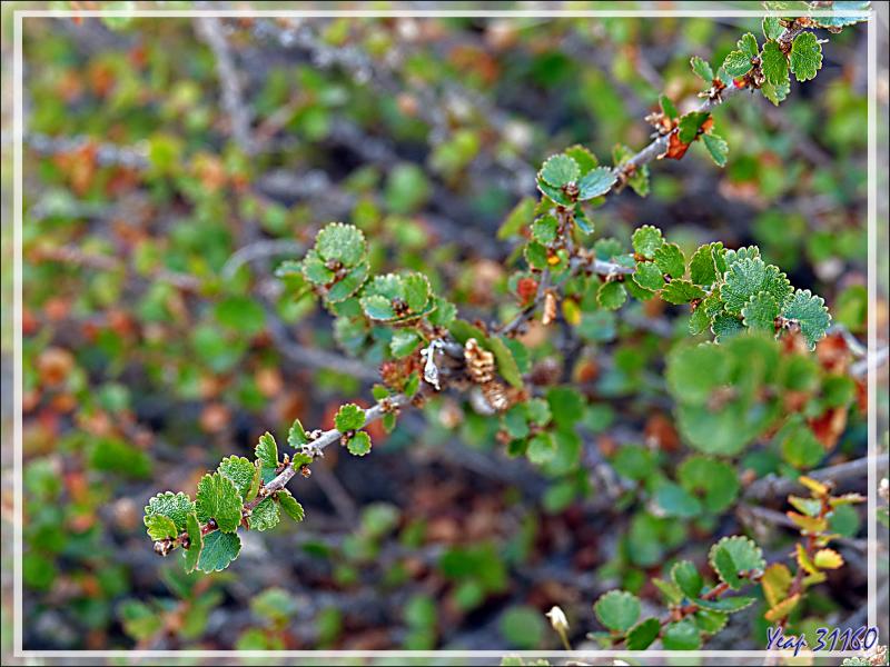 Bouleau nain arctique, Arctic dwarf birchs (Betula nana) - Karrat Fjord - Groenland