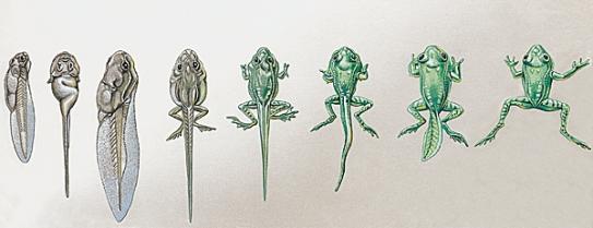 Métamorphose dans la nature