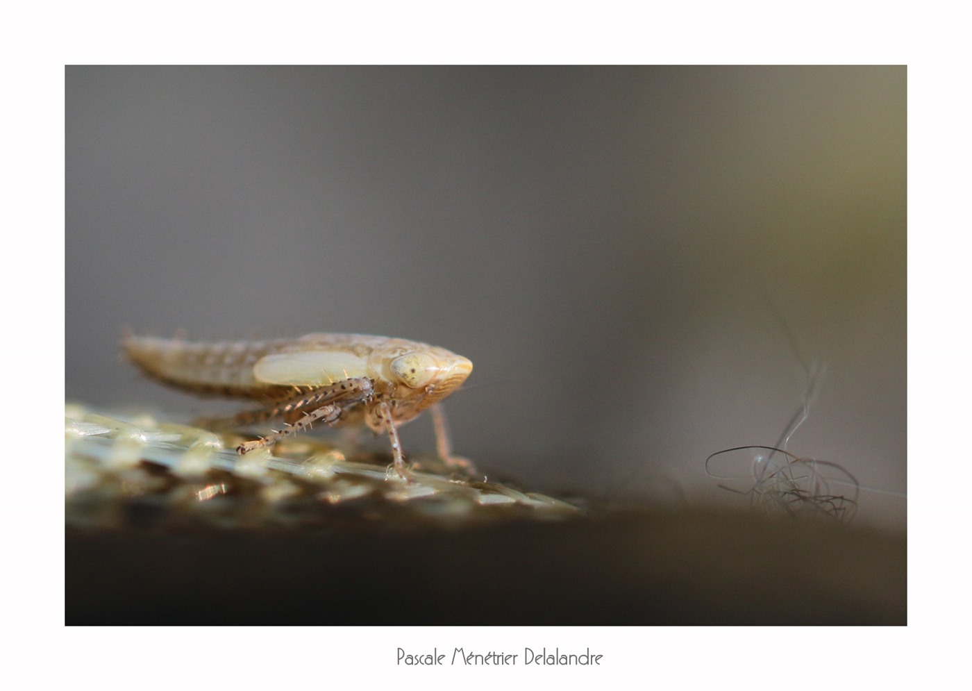 Cicadelle immature 