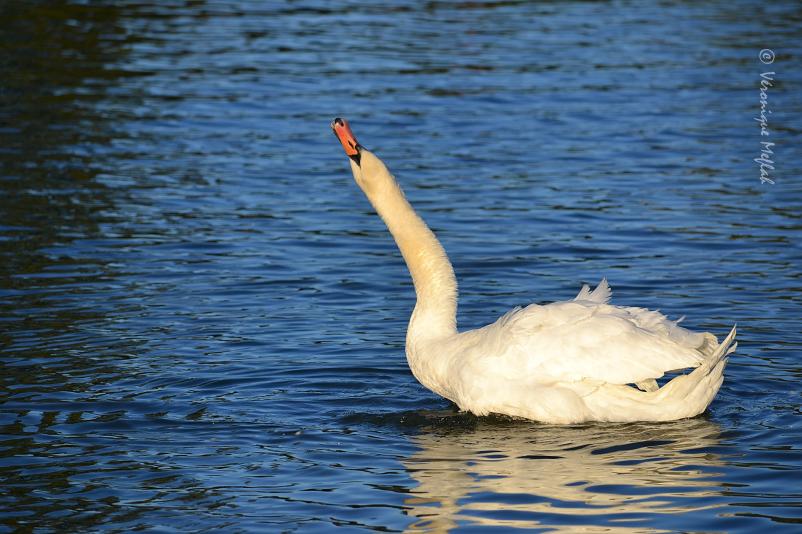 Les photos du weekend : au Lac Daumesnil