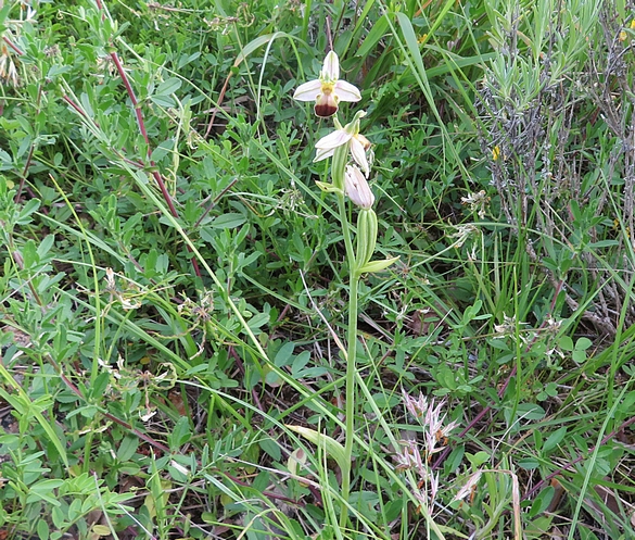 Les orchidées sauvages du Châtillonnais ont fleuri en grand nombre pendant ce printemps 2024