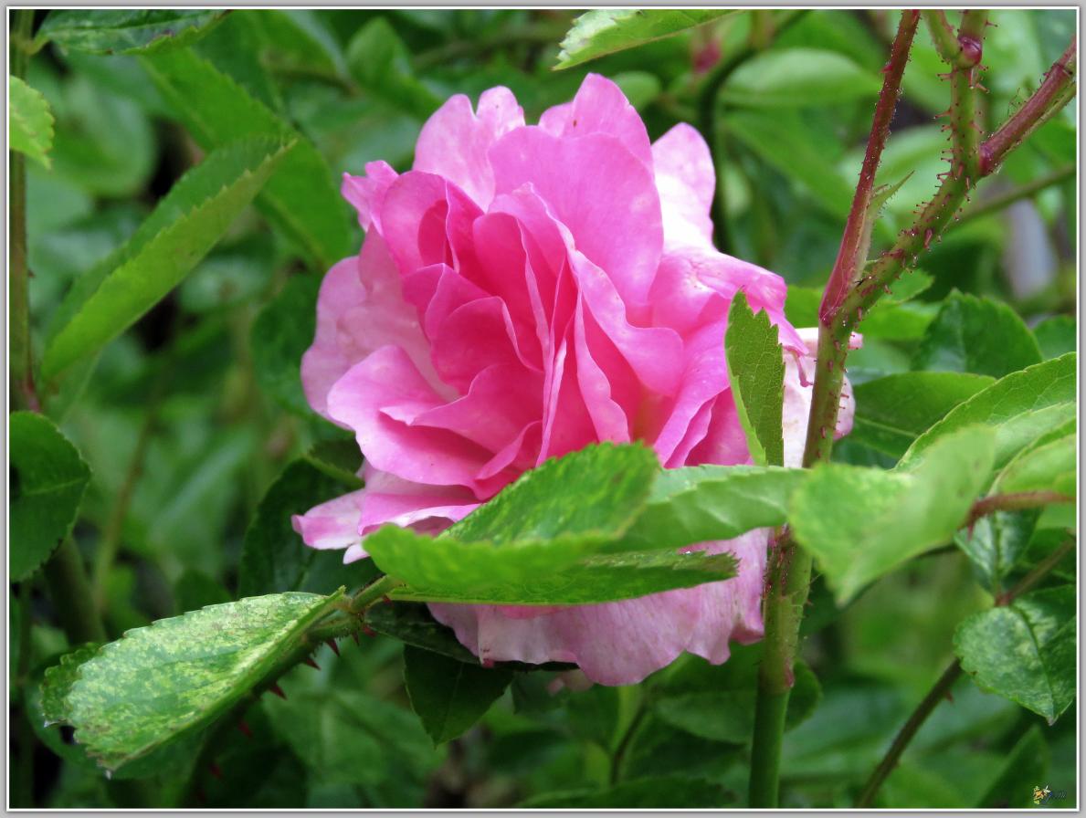  LE  COIN  DES  ROSES 2024