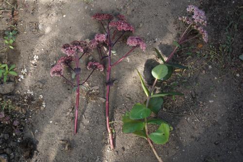 bouture de sedum