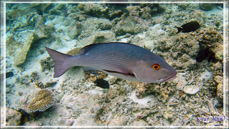 Poisson non identifié (Vivaneau peut-être mais lequel ?) - Snorkeling à Thudufushi - Atoll d'Ari - Maldives