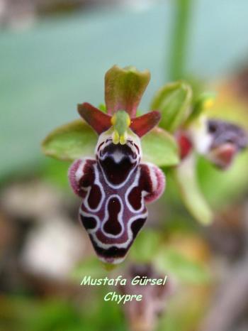 (endemic to cyprus)  ophrys kotschyi -kibris ari orkidesi- kotschy's bee-orchid (4)