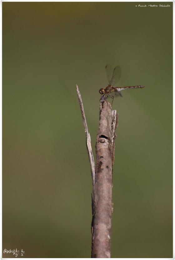  Sympétrums striés - Sympétrum striolatum