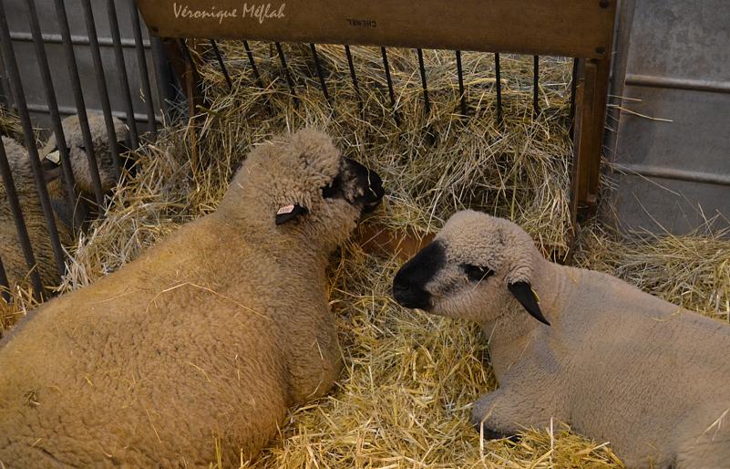 Salon International de l'Agriculture : Le mouton Hampshire