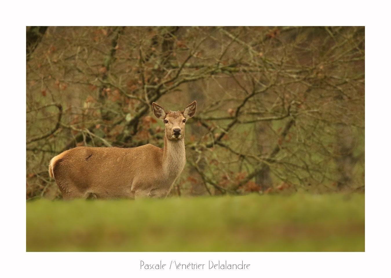 Biches élaphes (Landes de Gascogne)