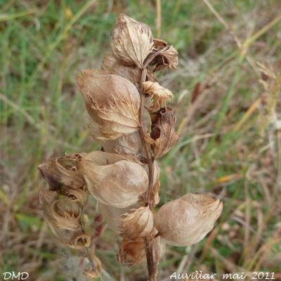 Rhinanthus angustifolius  -  rhinanthe à feuilles étroites