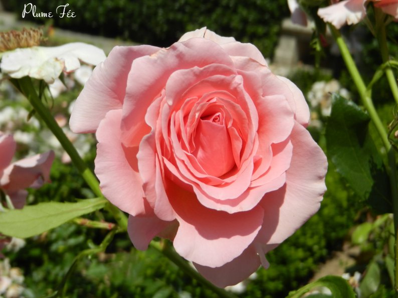 Image001.jpg