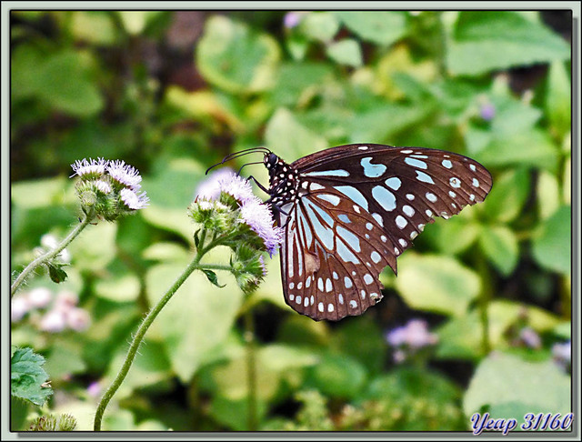 Blog de images-du-pays-des-ours : Images du Pays des Ours (et d'ailleurs ...), Papillon - Parc National de Chitwan - Teraï - Népal