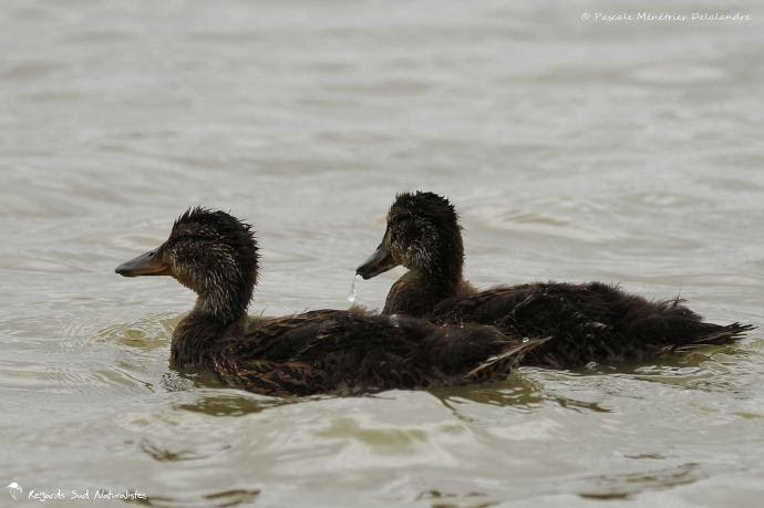 Madame Colvert et sa progéniture