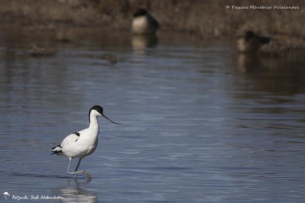 Avocette élégante