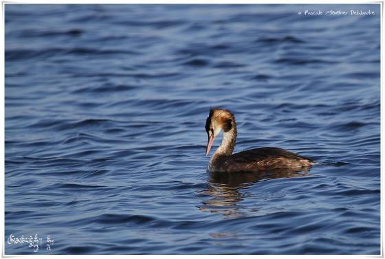 Grèbe huppé - Podiceps cristatus - Great Crested Grebe