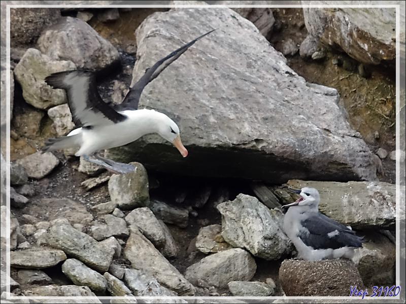 Nourrissage des poussins Albatros à sourcils noirs, Black-browed Albatross (Thalassarche melanophris) - Coffin's Harbour - New Island - Falkland (Malvinas, Malouines) - Grande-Bretagne