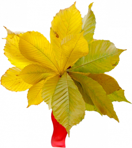 bouquet d'automne