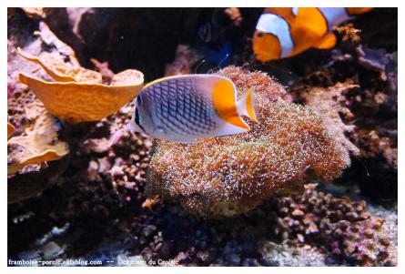 OCEARIUM DU CROISIC 