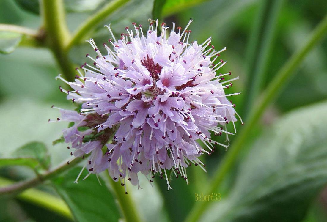 Aigrefeuille d'Aunis