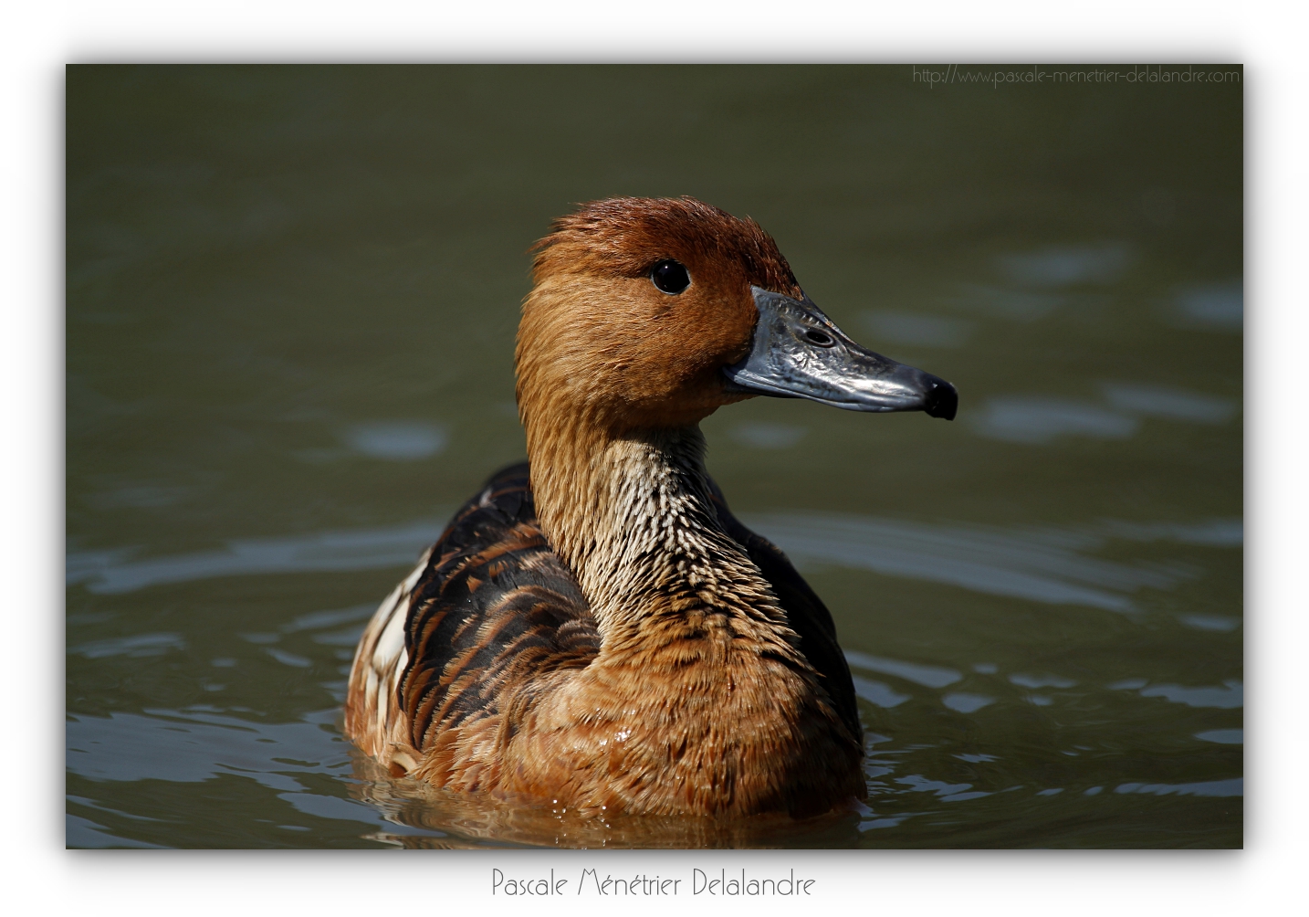 Dendrocygne Fauve 