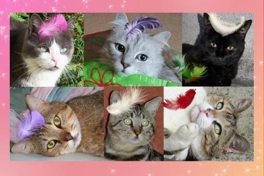 Familles nombreuses de chats