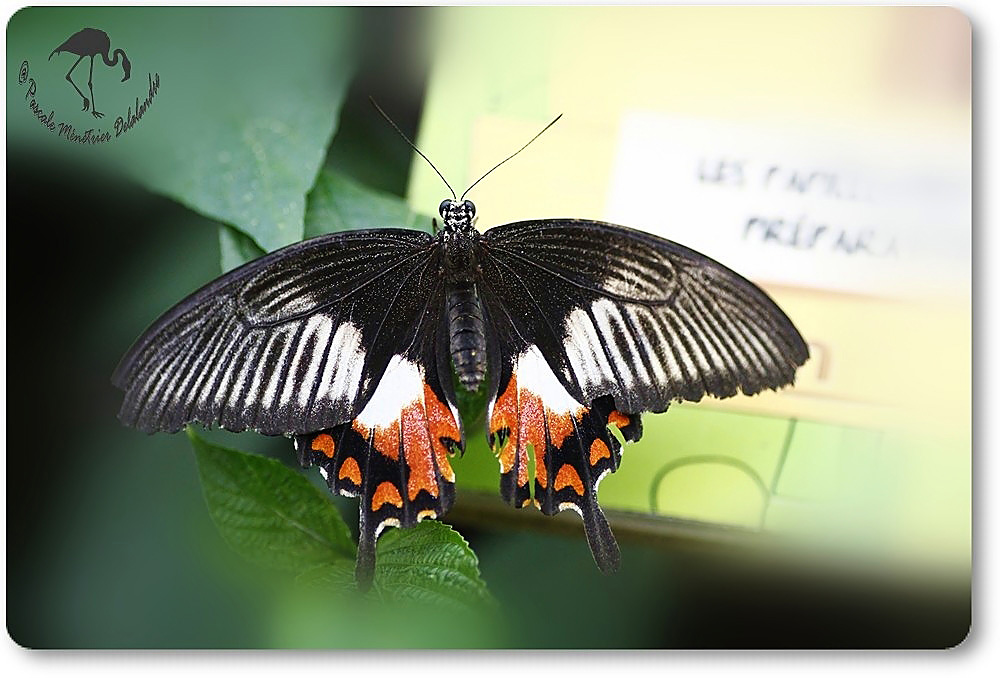 Papilio palytes - Papilionidae - Philippines