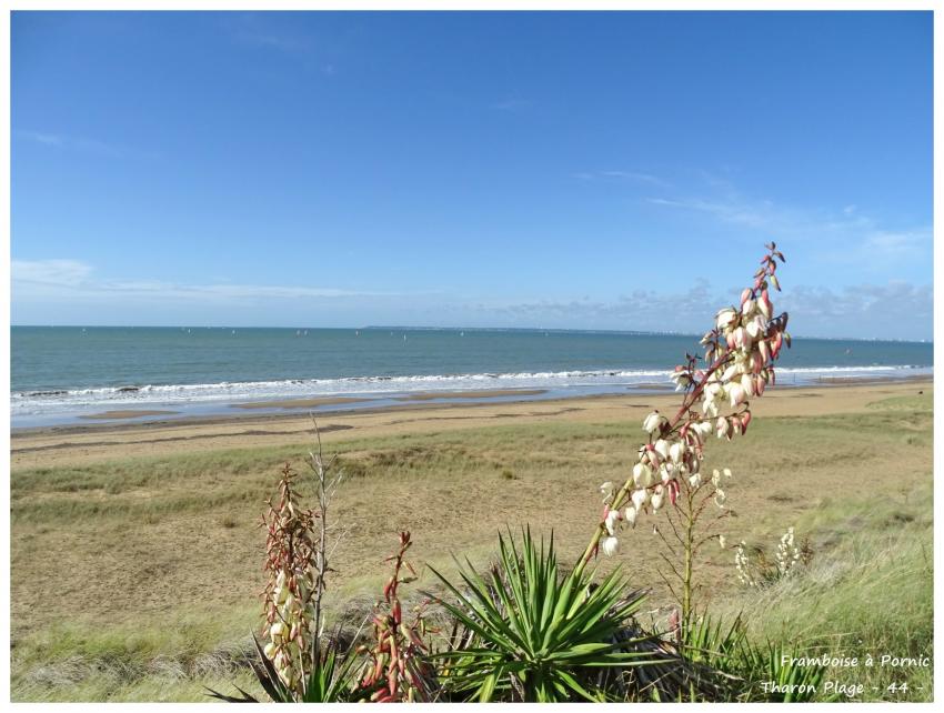 Balade à Tharon plage 