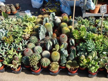 Pornic_expo_plantes_anciennes__2_