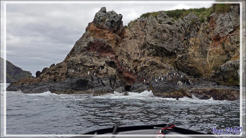 Les Gorfous de Moseley de Pequena Point - Nightingale Island - Tristan da Cunha