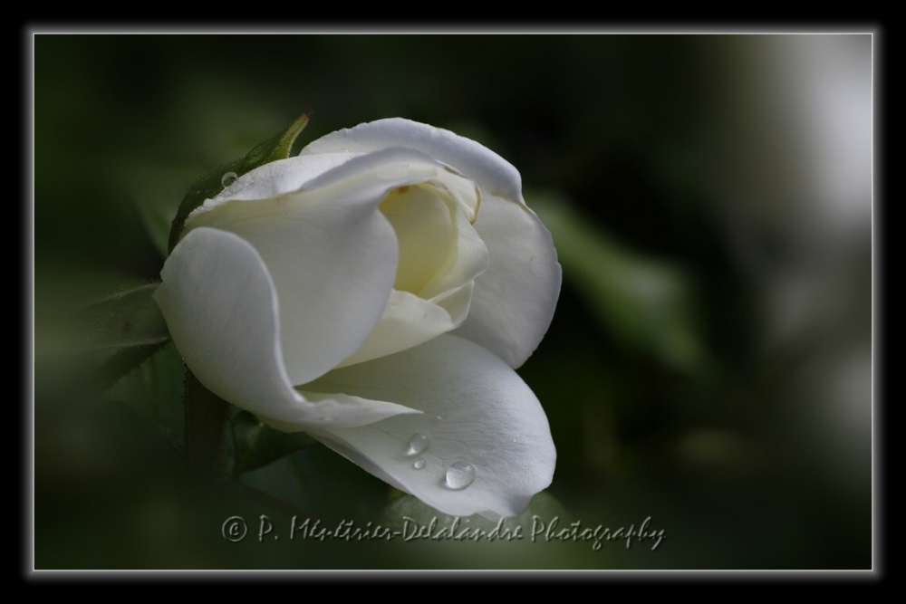 Roses blanches...