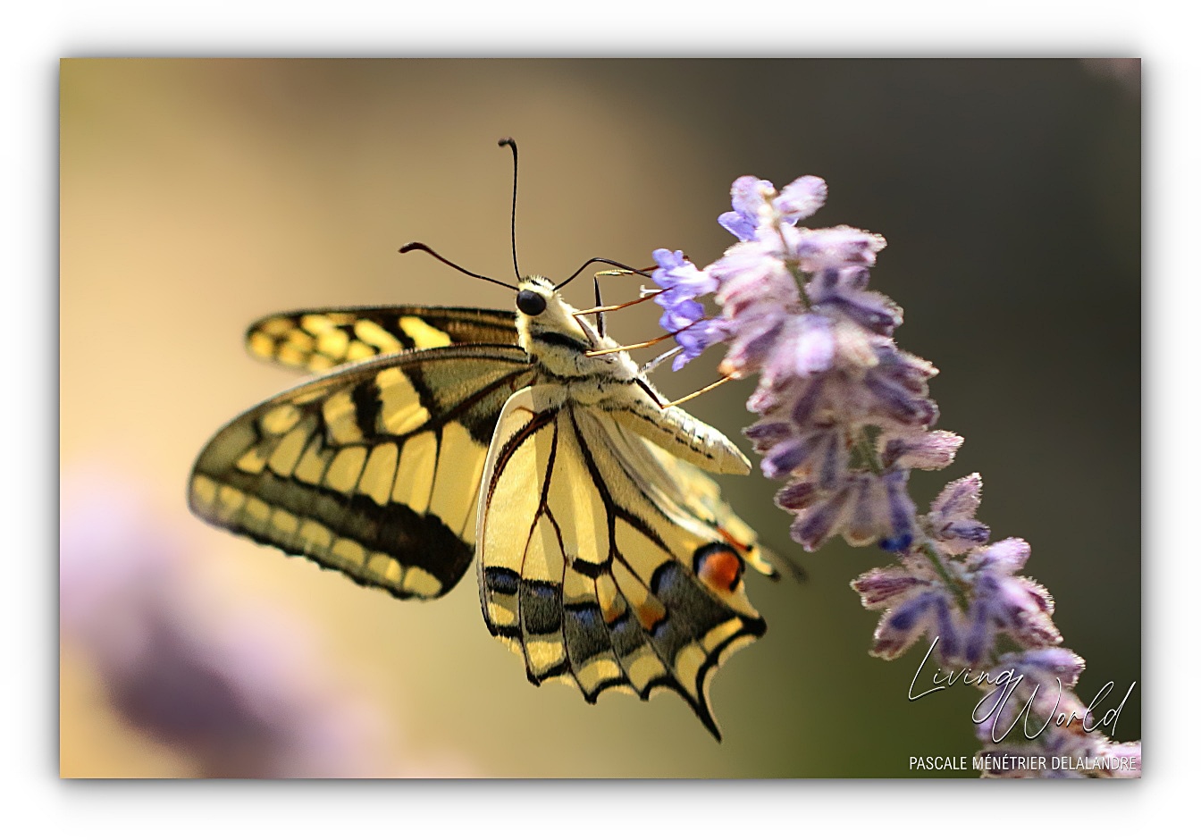 Flambé et Machaon, deux "Porte-queues".