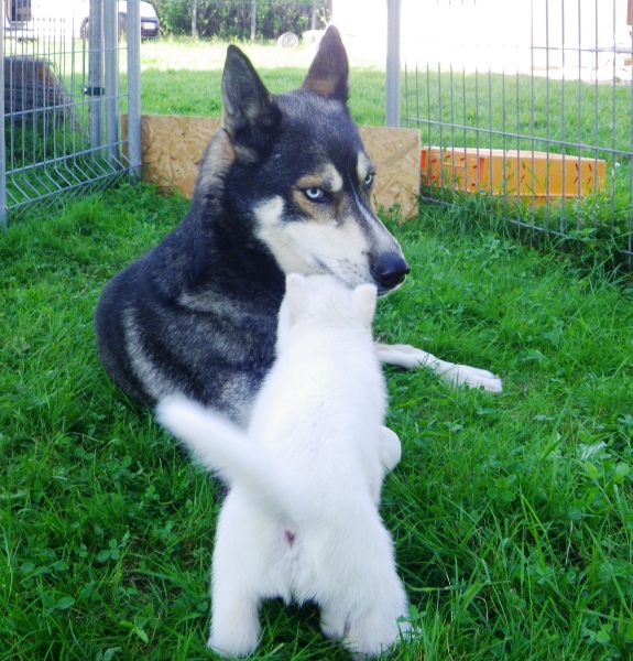 4 semaines: Les chiots et la meute