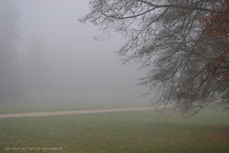 What a fog !