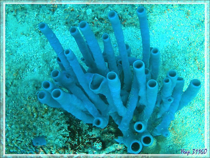 Éponge tubulaire bleue Haliclone pâle, Colonial tube-sponge (Siphonochalina siphonella) - Spot Sugar Man - Tsarabanjina - Mitsio - Madagascar