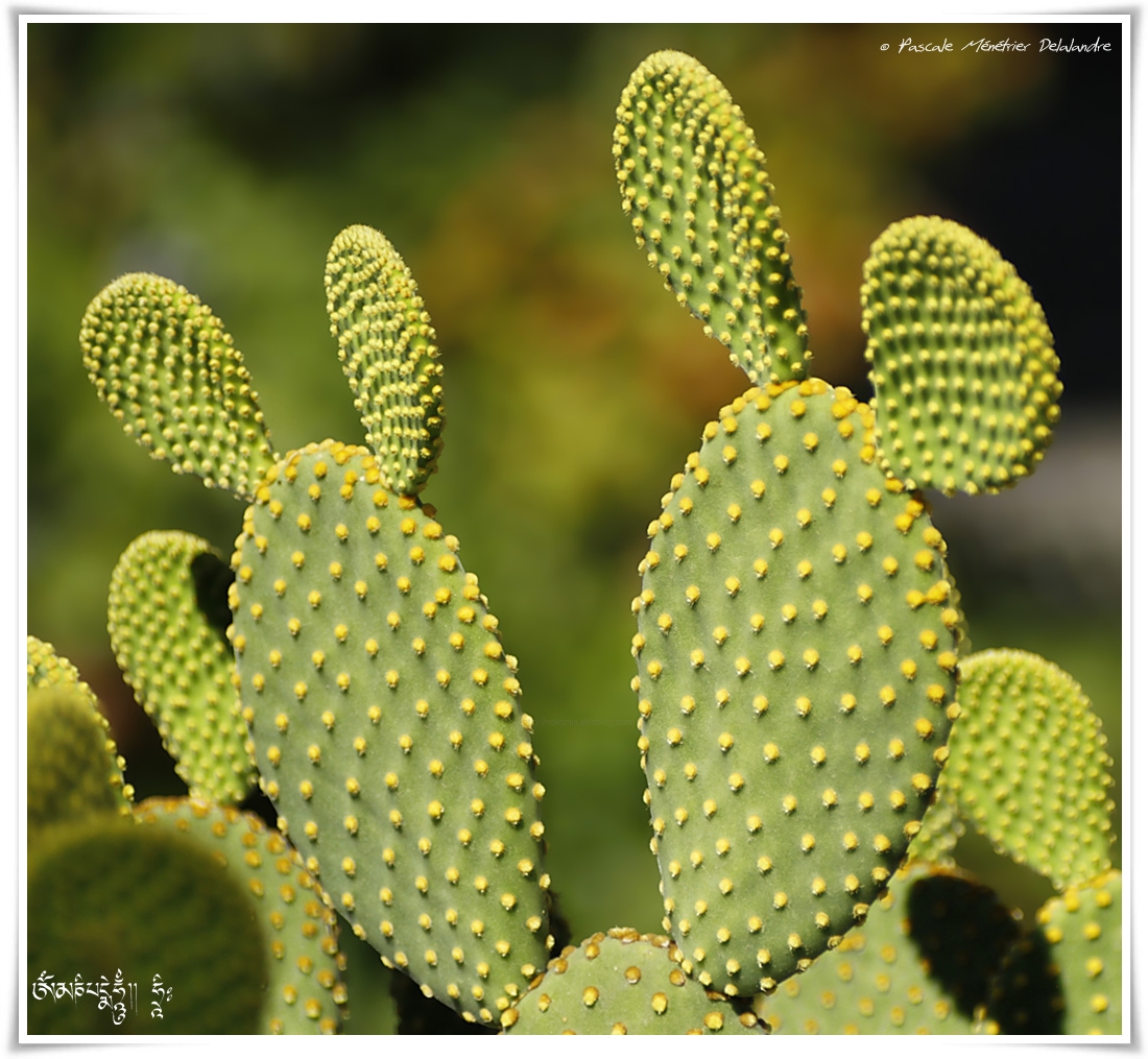 Plantes grasses & Cactus - Pascale Ménétrier Delalandre - Photo Naturaliste