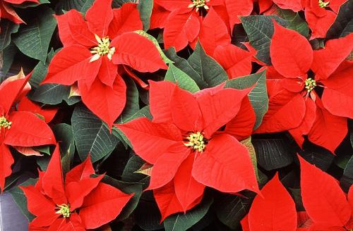 Fleurs cultivées : Poinsettia