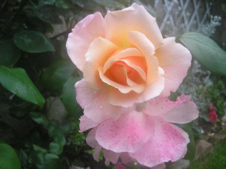 fleurs_jardin_mai_2008_013
