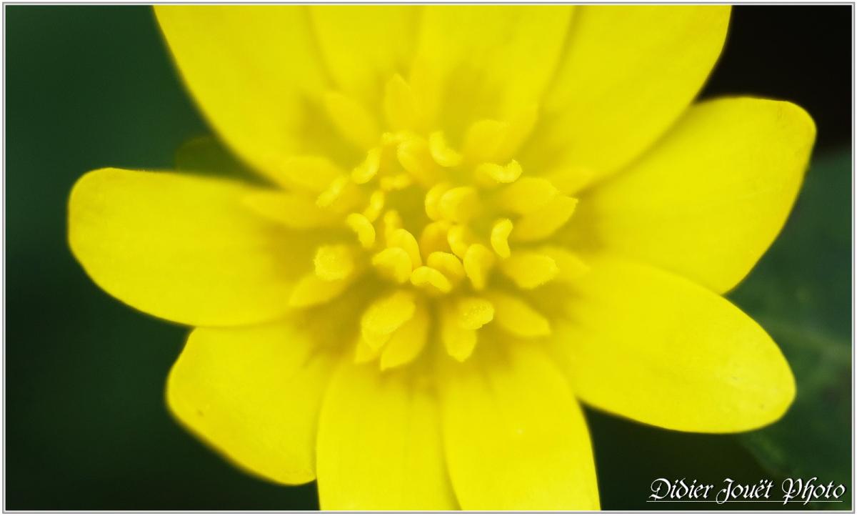 Renoncule Ficaire (4) - Ranunculus ficaria