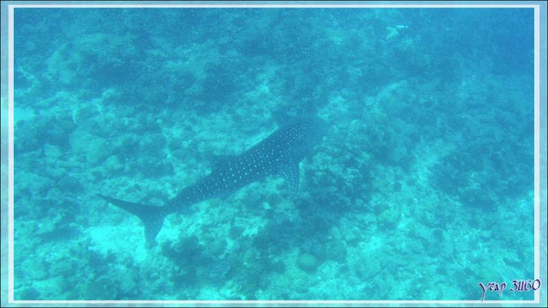 Ma seconde rencontre avec un Requin-baleine, mais profond celui-ci - Sud de l'atoll d'Ari - Maldives