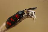 Zygaenidae
