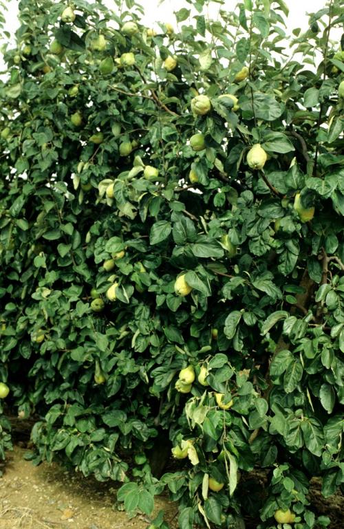 Arbre fruitier : Cognassier