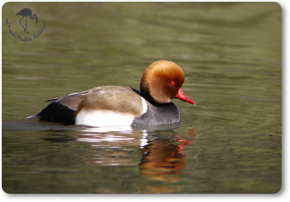 Nette rousse...