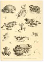 Biodiversity Heritage Library