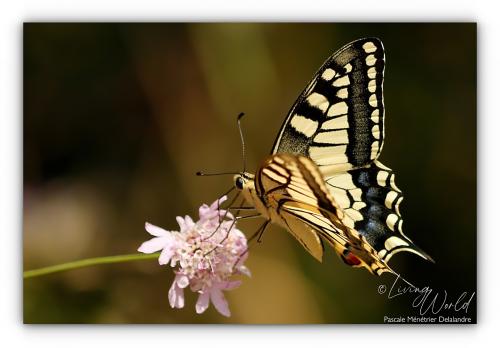 Machaon