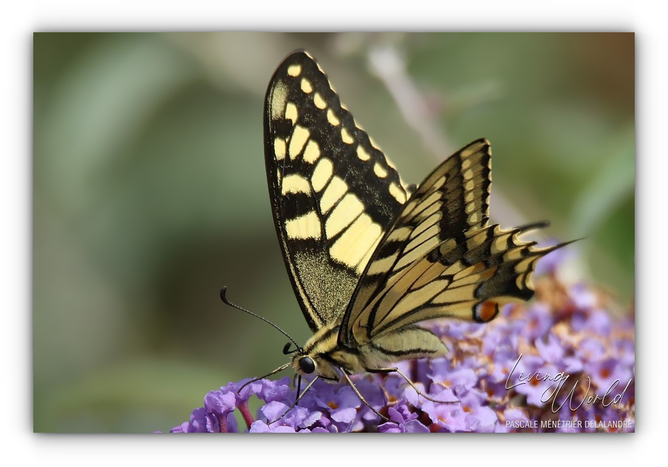 Flambé et Machaon, deux "Porte-queues".