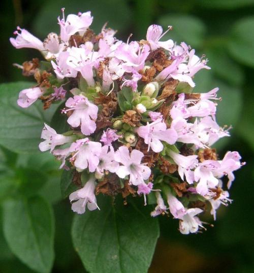 Fleurs cultivées : Marjolaine