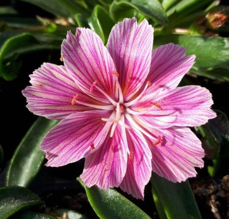 Fleurs cultivées : Lewisia